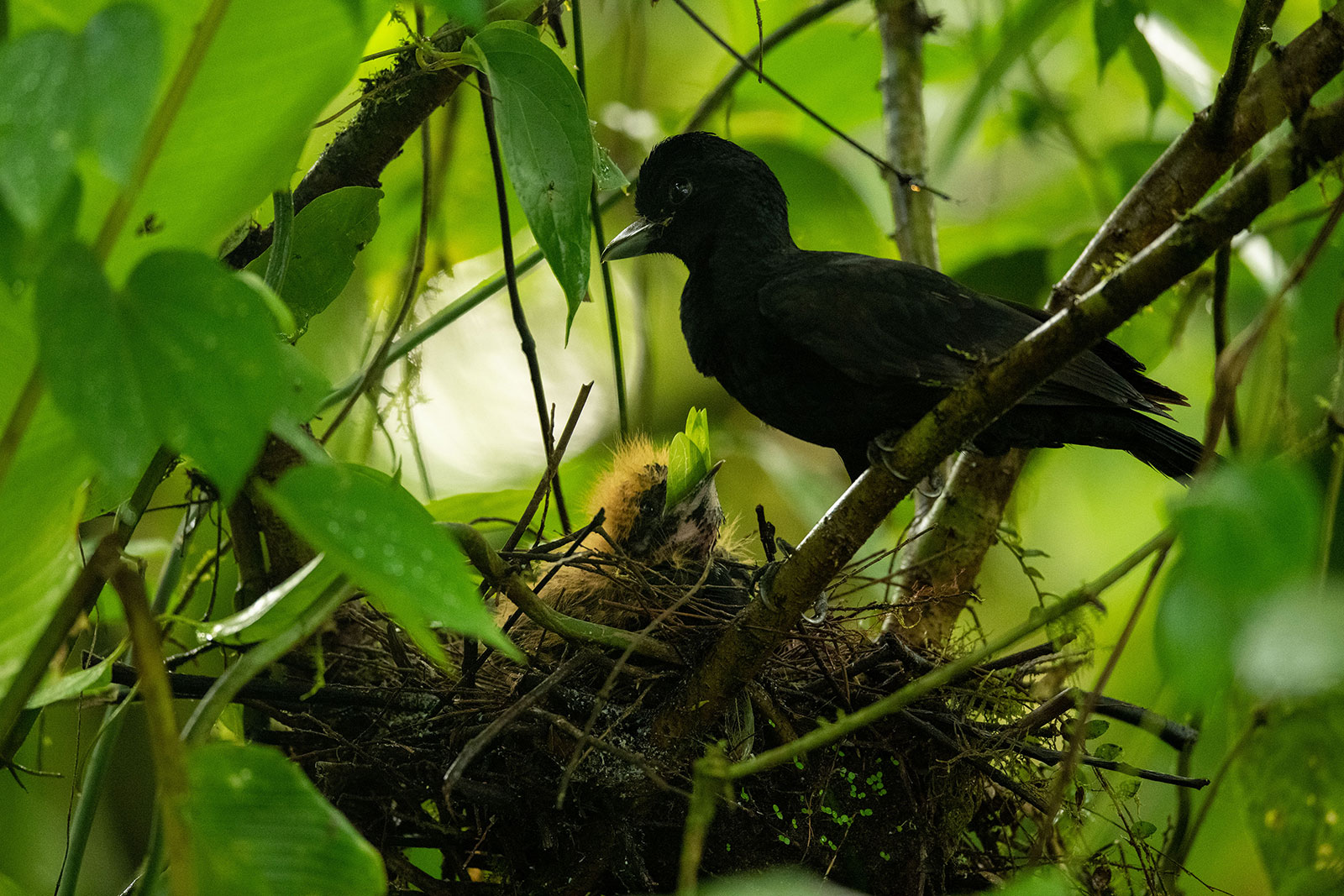 A black bird protecting its nest